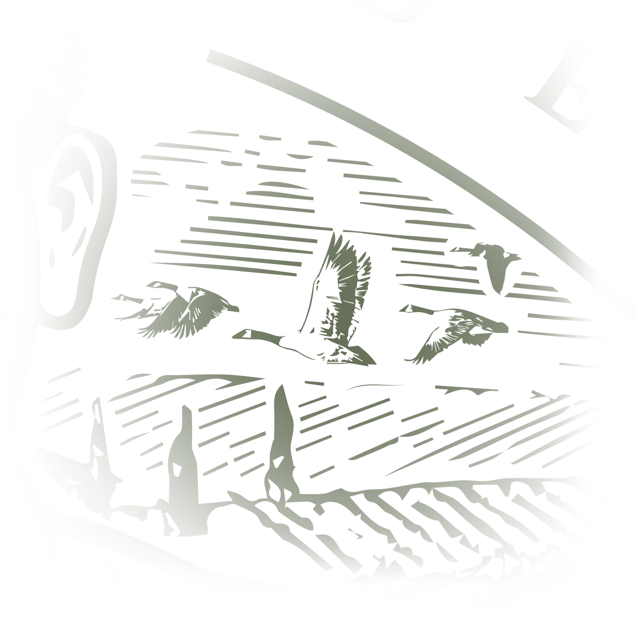 Illustration of a Canada Goose